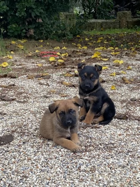 Regalo 2 cagnolini  | Foto 1