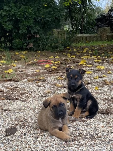 Regalo 2 cagnolini  | Foto 0