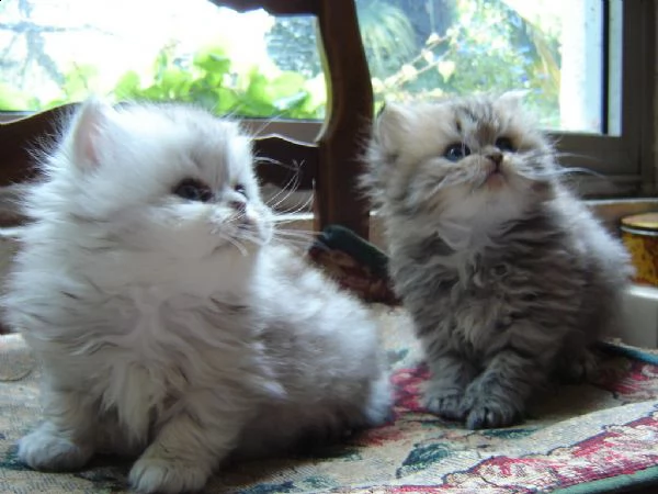 gattini persiani con pedigree 