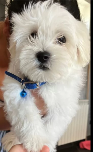 vendo cuccioli maltese  | Foto 0