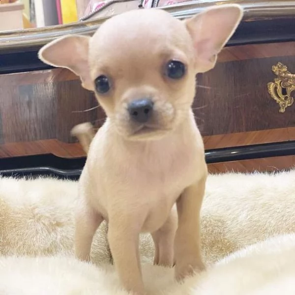 regalo cuccioli di chihuahua 