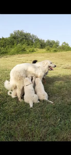 pastore abruzzese femmina.  | Foto 0