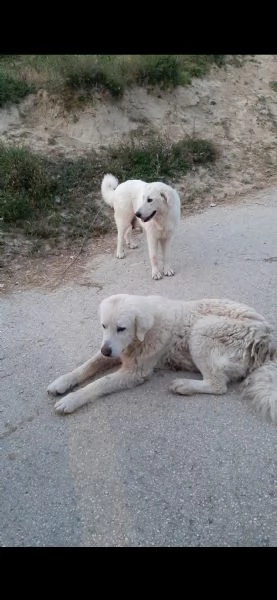 pastore abruzzese femmina. 