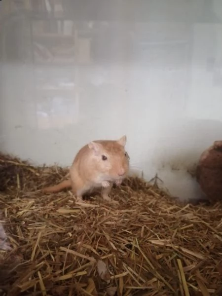 gerbilli in adozione cercano casa! | Foto 3