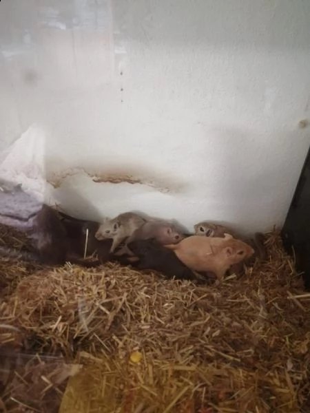 gerbilli in adozione cercano casa! | Foto 2