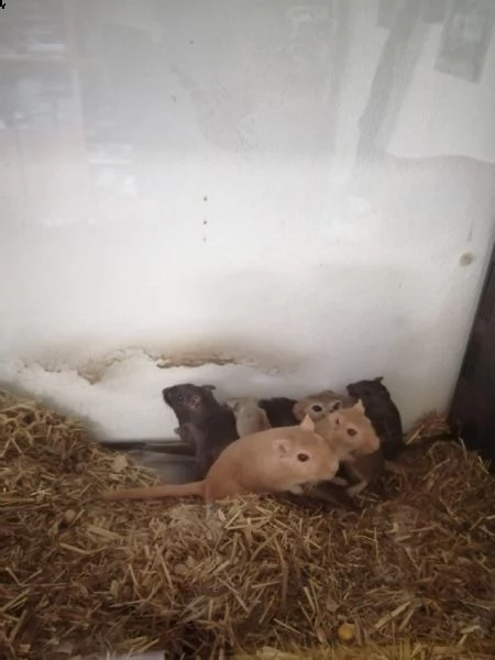 gerbilli in adozione cercano casa! | Foto 1