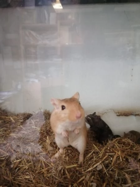 gerbilli in adozione cercano casa! | Foto 0