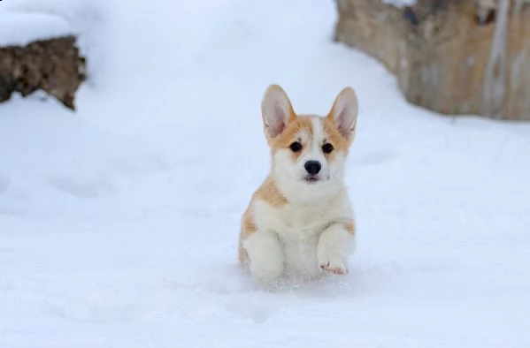 cuccioli di welsh corgi pembroke | Foto 1
