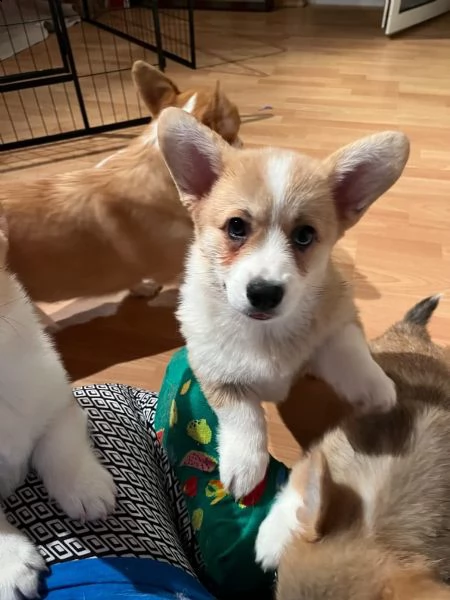 cuccioli di welsh corgi pembroke | Foto 0