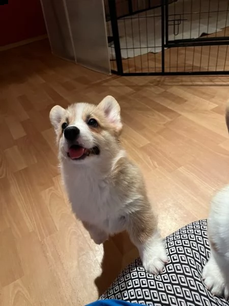 cuccioli di welsh corgi pembroke