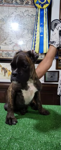 affettuosissimo cucciolo di boxer | Foto 4