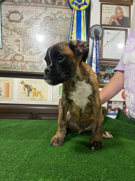 affettuosissimo cucciolo di boxer | Foto 3
