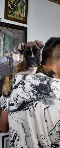 affettuosissimo cucciolo di boxer | Foto 2