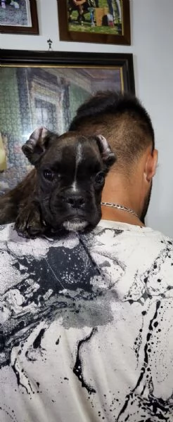 affettuosissimo cucciolo di boxer | Foto 1
