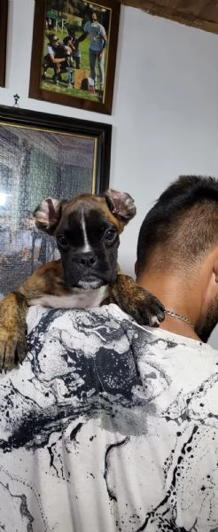 affettuosissimo cucciolo di boxer
