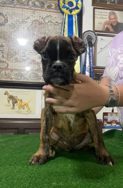 affettuosissimo cucciolo di boxer | Foto 0
