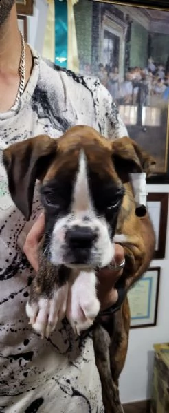 splendido cucciolo di boxer | Foto 0