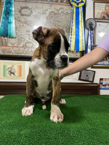 splendido cucciolo di boxer