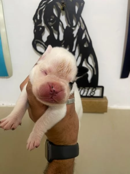 cucciolo boxer bianco