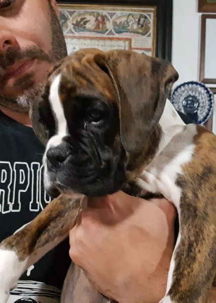 disponibile cucciolo di boxer | Foto 1
