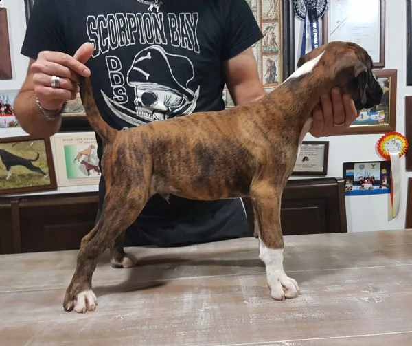 disponibile cucciolo di boxer | Foto 0