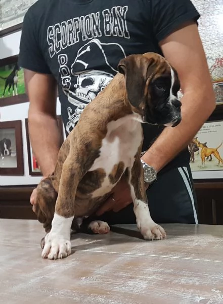 disponibile cucciolo di boxer
