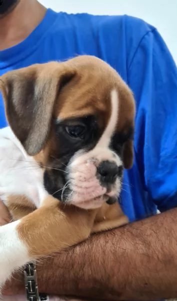 c'è un cucciolo di boxer in cerca di tanto affetto....