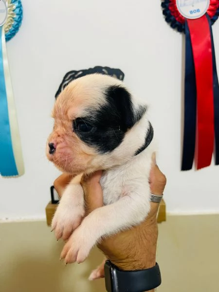 adorabile boxer cucciolo bianco maschio | Foto 0