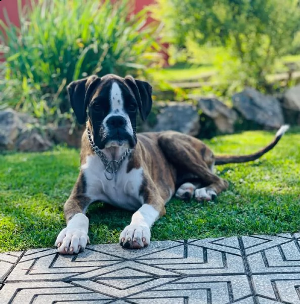 dolcissimo cucciolo di boxer bianco | Foto 3