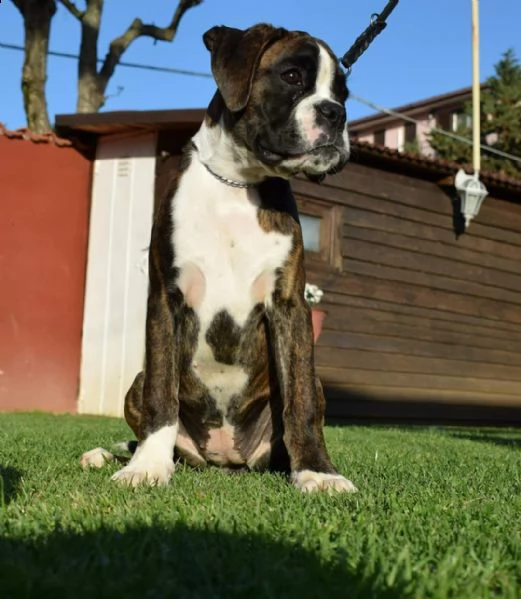 dolcissimo cucciolo di boxer bianco