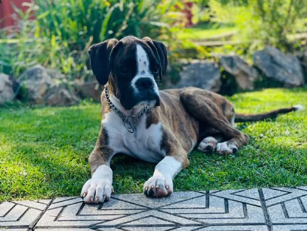 dolcissimo cucciolo di boxer bianco | Foto 1