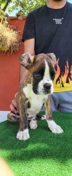 dolcissimo cucciolo di boxer bianco | Foto 0