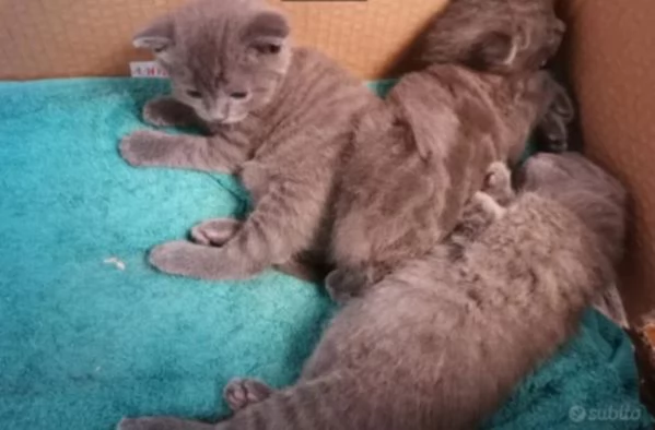 Cuccioli Razza Certosina