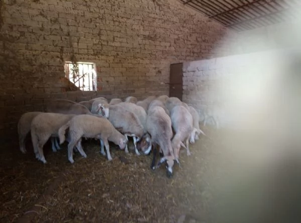 azienda agricola vende pecore 