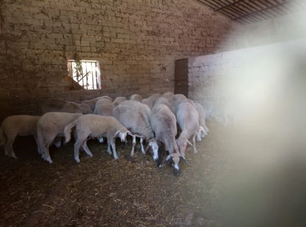azienda agricola vende pecore  | Foto 2