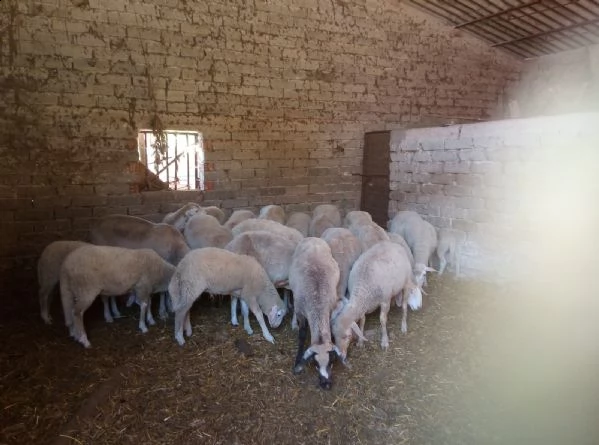 azienda agricola vende pecore  | Foto 1