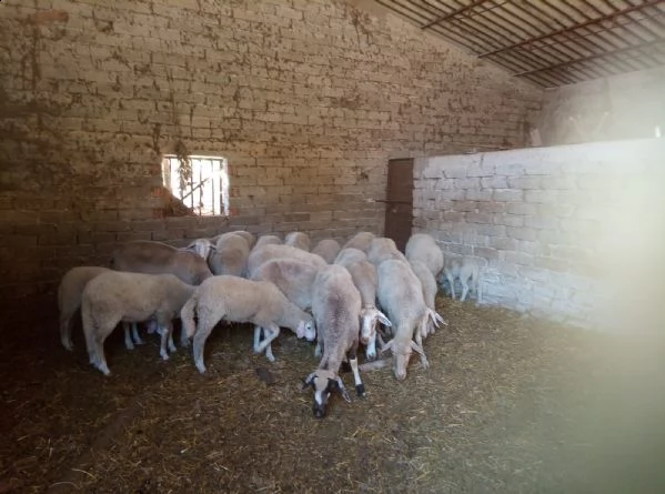 azienda agricola vende pecore  | Foto 0