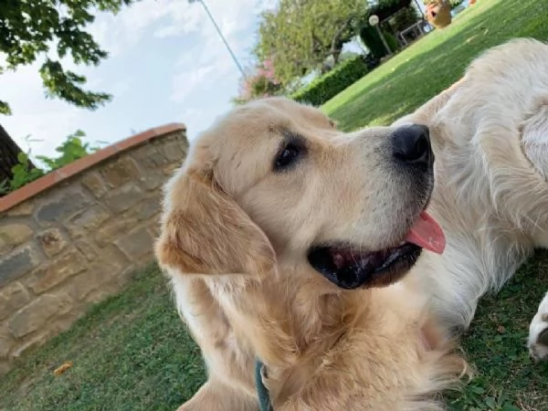 cuccioli golden