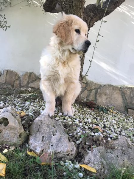 cuccioli golden | Foto 1