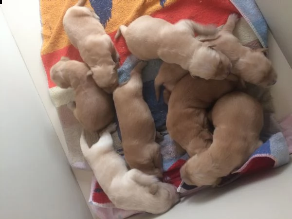 cuccioli golden | Foto 0