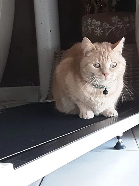 gatto in adozione 