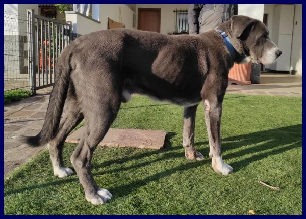 bruce mix corso 8 anni, ha vissuto l'inferno ma e' tenerissimo e cerca casa!!! | Foto 5
