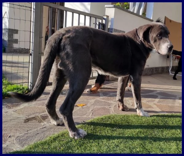 bruce mix corso 8 anni, ha vissuto l'inferno ma e' tenerissimo e cerca casa!!! | Foto 4