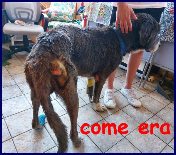 bruce mix corso 8 anni, ha vissuto l'inferno ma e' tenerissimo e cerca casa!!! | Foto 2