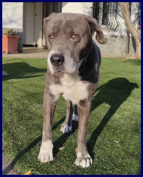 bruce mix corso 8 anni, ha vissuto l'inferno ma e' tenerissimo e cerca casa!!! | Foto 0