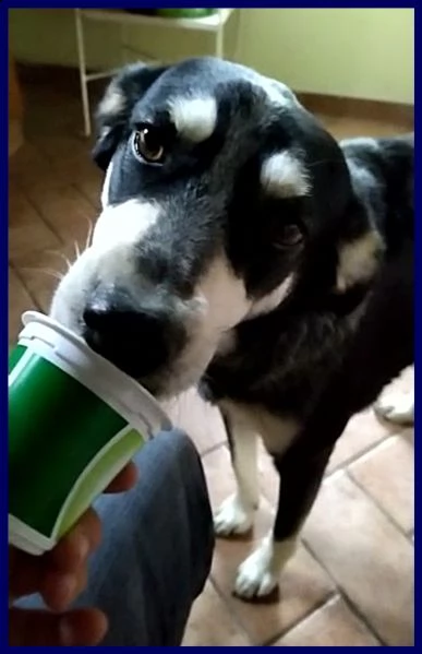 dumbo 4 anni e mezzo non ha ancora una sua famiglia, forse aspetta proprio te!!! | Foto 4