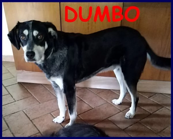 dumbo 4 anni e mezzo non ha ancora una sua famiglia, forse aspetta proprio te!!!