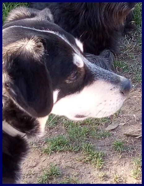 dumbo 4 anni e mezzo non ha ancora una sua famiglia, forse aspetta proprio te!!! | Foto 0