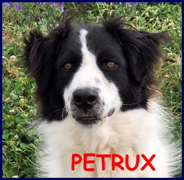 petrux meraviglioso cagnolone 5 anni e mezzo cerca ancora la sua famiglia ideale
