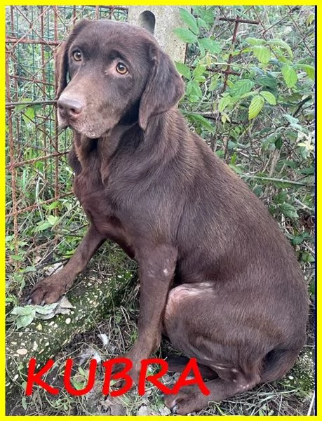 KUBRA LABRADOR CHOCOLATE 3 ANNI CIECA | Foto 3